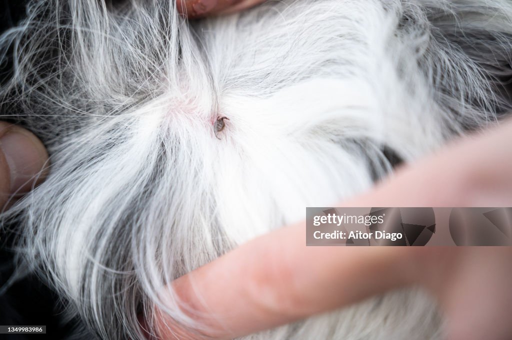 Small tick ​​attached to the skin of a dog and sucking blood. Berlin, Germany