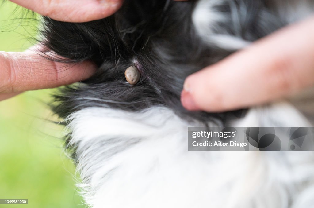 Tick attached to the skin of a dog and sucking blood. Berlin, Germany