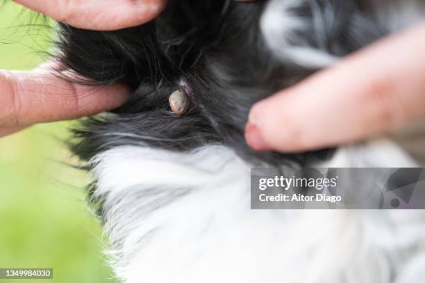 tick ​​attached to the skin of a dog and sucking blood. berlin, germany - lyme disease bite 個照片及圖片檔