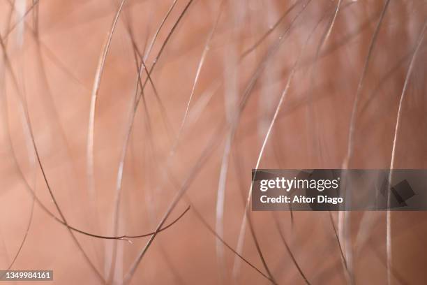 macro photography of a person's hair. - hairy body 個照片及圖片檔