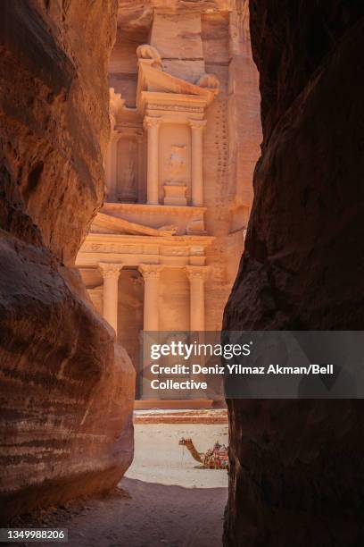 jordan petra with a camel - the siq fotografías e imágenes de stock