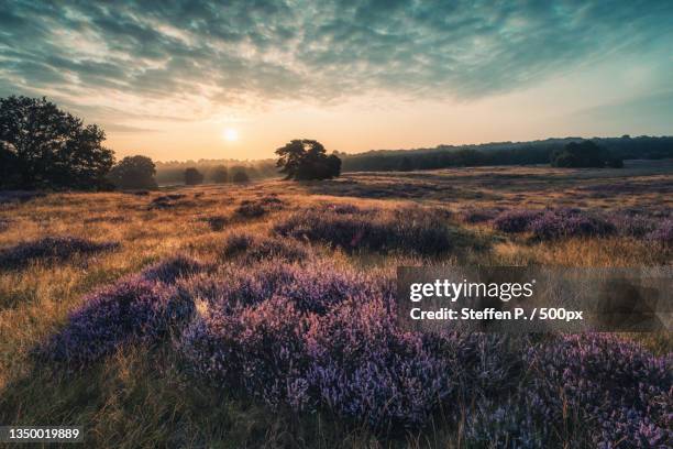 scenic view of field against sky during sunset,haltern am see,germany - motore stock-fotos und bilder