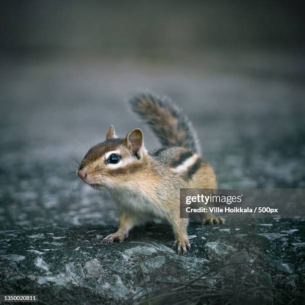 side view of chipmunk sitting on retaining wall - chipmunk stock pictures, royalty-free photos & images