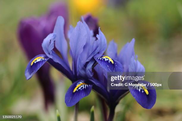 close-up of purple crocus flowers - iris reticulata stock pictures, royalty-free photos & images