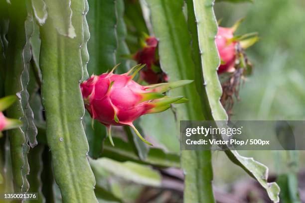 close-up of red cactus - röd pitahayafrukt bildbanksfoton och bilder