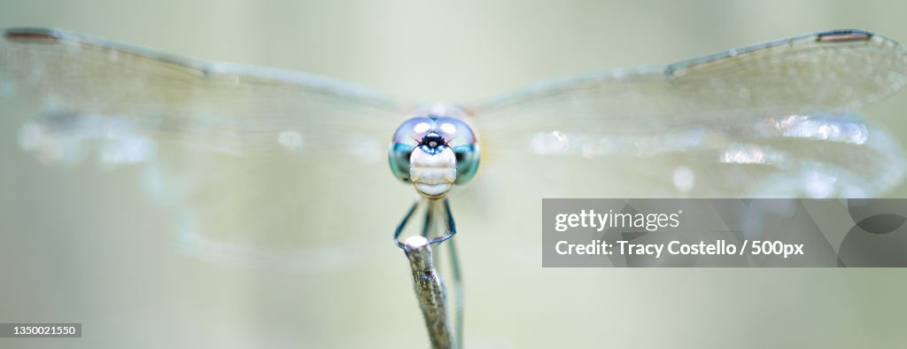 Close-up of damselfly on twig