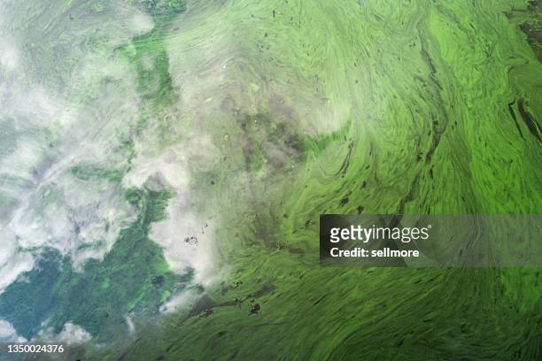 overlooking the green pollutants floating on the water - undersea river stock pictures, royalty-free photos & images