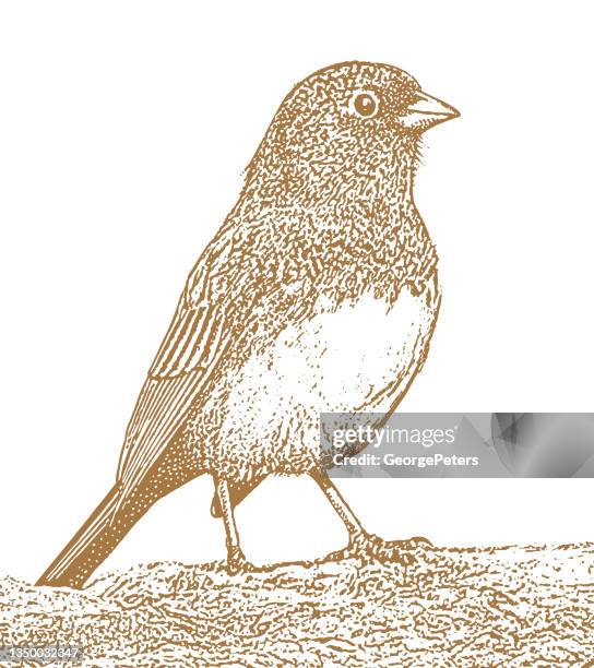 dunkeläuger junco - junko stock-grafiken, -clipart, -cartoons und -symbole