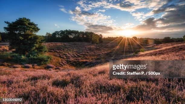 scenic view of field against sky during sunset,westruper heide,haltern am see,germany - rosa germanica foto e immagini stock