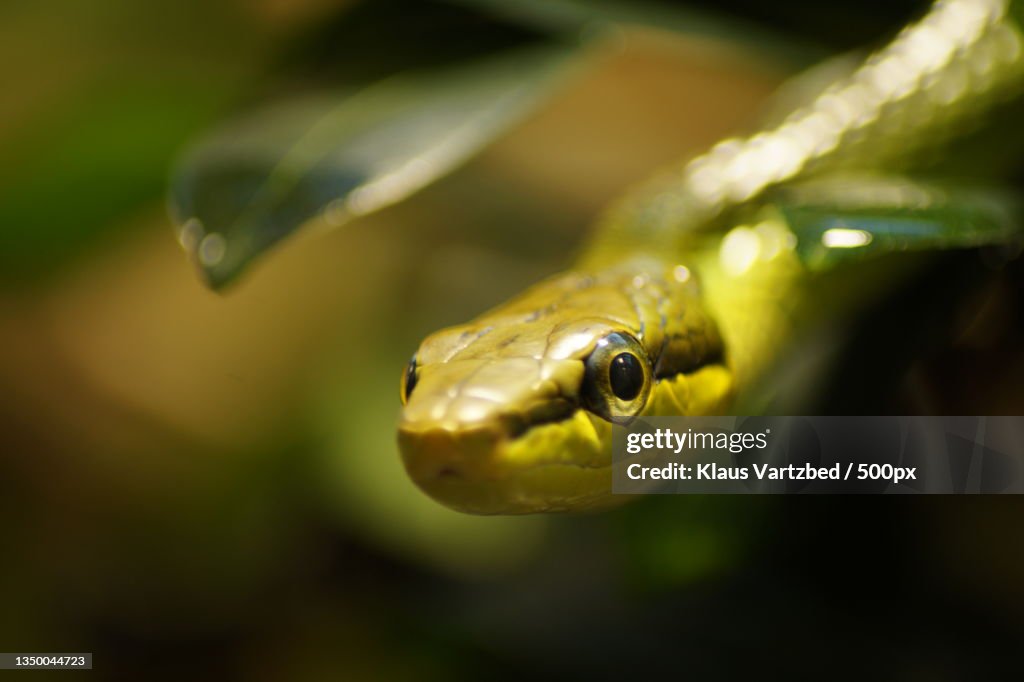 Close-up of snake