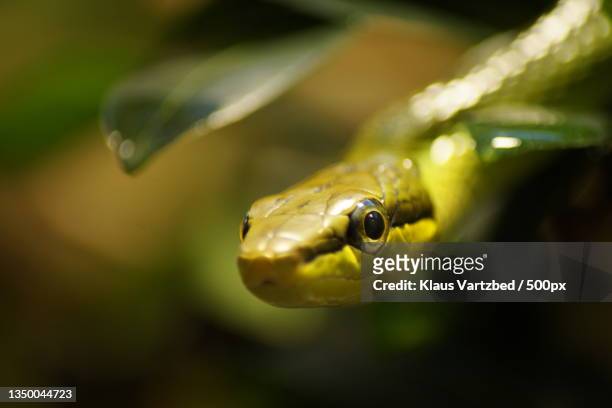 close-up of snake - opheodrys aestivus stock pictures, royalty-free photos & images