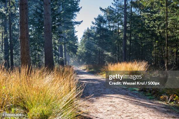 empty road amidst trees in forest,breda,netherlands - brabante setentrional imagens e fotografias de stock