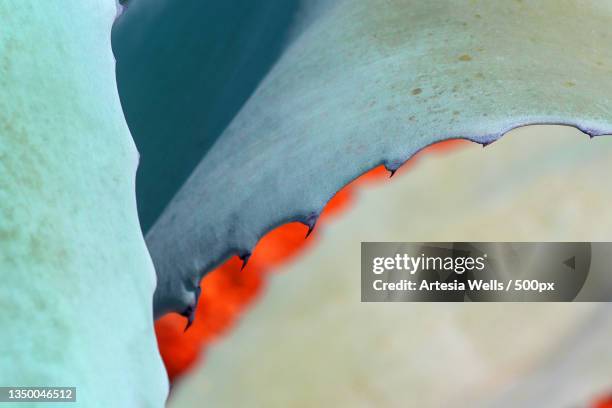 close-up of water drops on leaf - blue agave stock-fotos und bilder