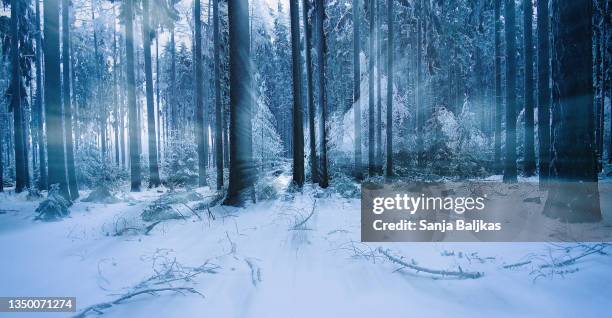 forest in winter - january background stock pictures, royalty-free photos & images