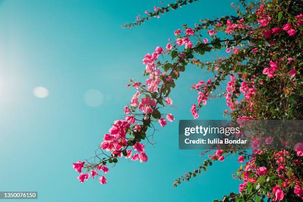 pink bougainvillea flowers - bougainville foto e immagini stock