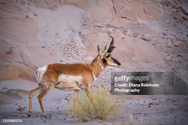 a lone pronghorn at sunset in amongst the hoodoo sandstone rock formations in goblin valley in the late afternoon at goblin valley state park near hanksville, utah - pronghorn stock pictures, royalty-free photos & images