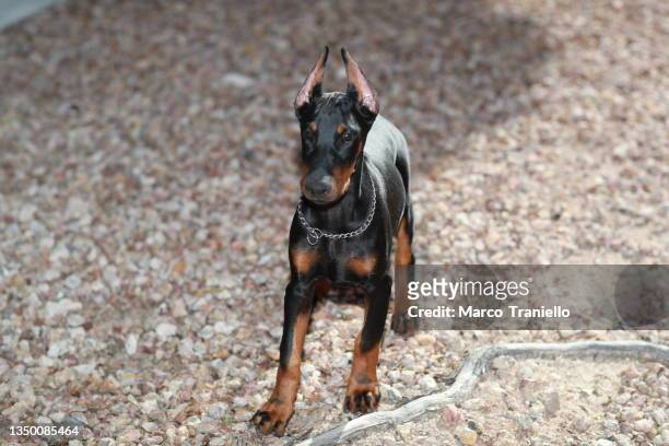 puppy - doberman puppy stock pictures, royalty-free photos & images