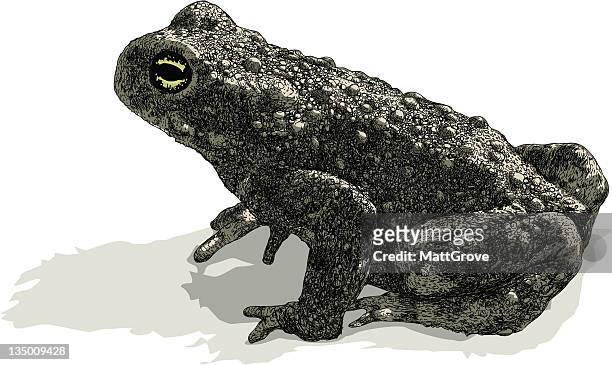 waiting toad - common toad stock illustrations