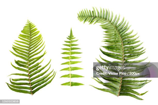 close-up of leaves against white background - pteropsida stock pictures, royalty-free photos & images