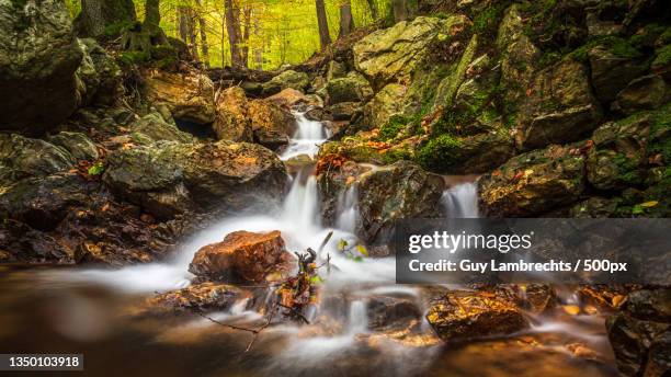 scenic view of waterfall in forest,spa,belgium - spa belgium fotografías e imágenes de stock