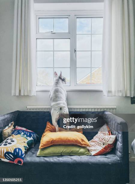 rear view of french bulldog standing on a sofa looking out the window - window view stock pictures, royalty-free photos & images