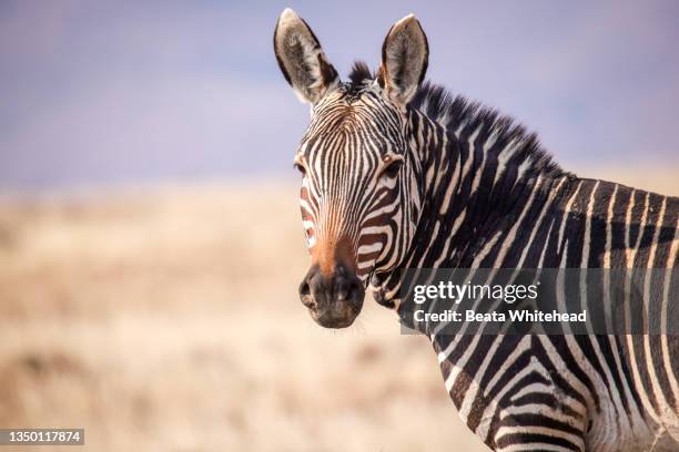 land animals - cape mountain zebra - artiodactyla bildbanksfoton och bilder