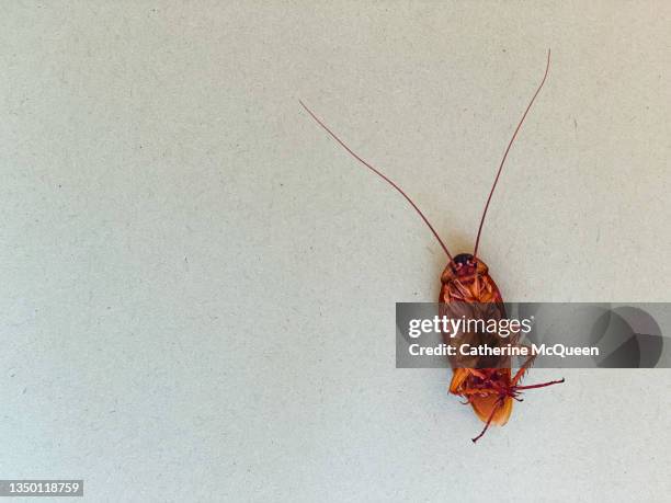 the end: a dead bug - cockroach stock pictures, royalty-free photos & images