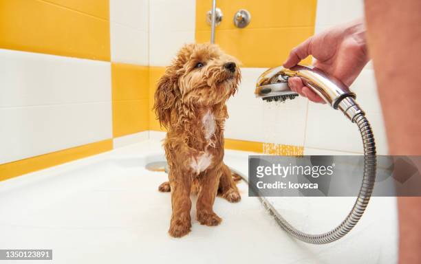 maltipoo hund in einer dusche, der von einem jungen erwachsenen gepflegt wird - lustige füße stock-fotos und bilder