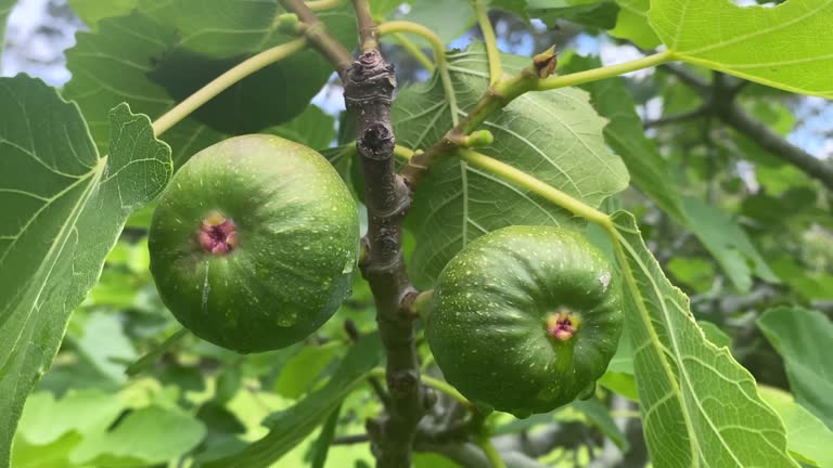 None Ripe Fig Fig Tree Flower Videos and HD Footage - Getty Images