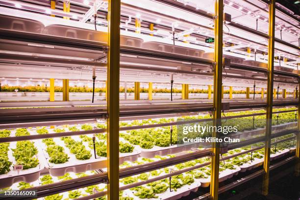 leaf vegetables growing in hydroponic greenhouse - hidropónica fotografías e imágenes de stock