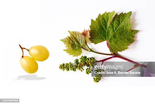 bunch of white grapes and grape leaves on a white background. - seed �ストックフォトと画像