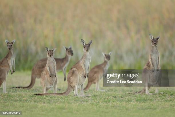 mob of kangaroos - grey kangaroo stock pictures, royalty-free photos & images