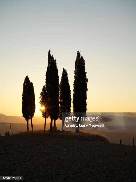 backlit row of cypress trees on a hillside in tuscany - cypress tree stock pictures, royalty-free photos & images