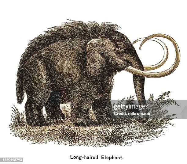 old engraved illustration of prehistoric long-haired elephant (mammoth) - woolly mammoth fotografías e imágenes de stock