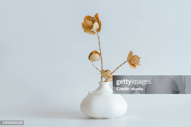 moderne inneneinrichtung, getrocknete blumen und stilvolle keramikvasen - flower on white background stock-fotos und bilder