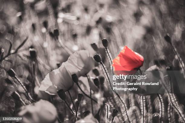 rustic poppy artwork - war memorial holiday fotografías e imágenes de stock