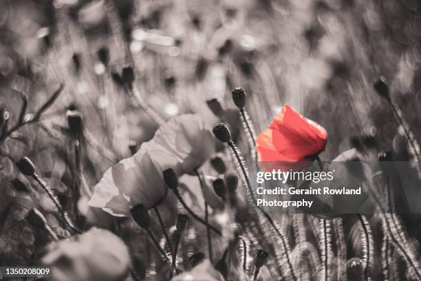 rustic poppy artwork - poppy flower bildbanksfoton och bilder