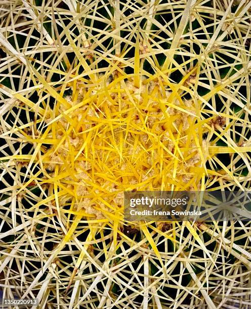 Spiky Texture Example 9,080 Spiky Texture Stock Photos, High-Res Pictures, and Images - Getty ...