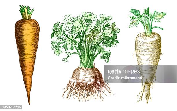 old engraved illustration of a carrot, celeriac and parsnip - celeriac ストックフォトと画像