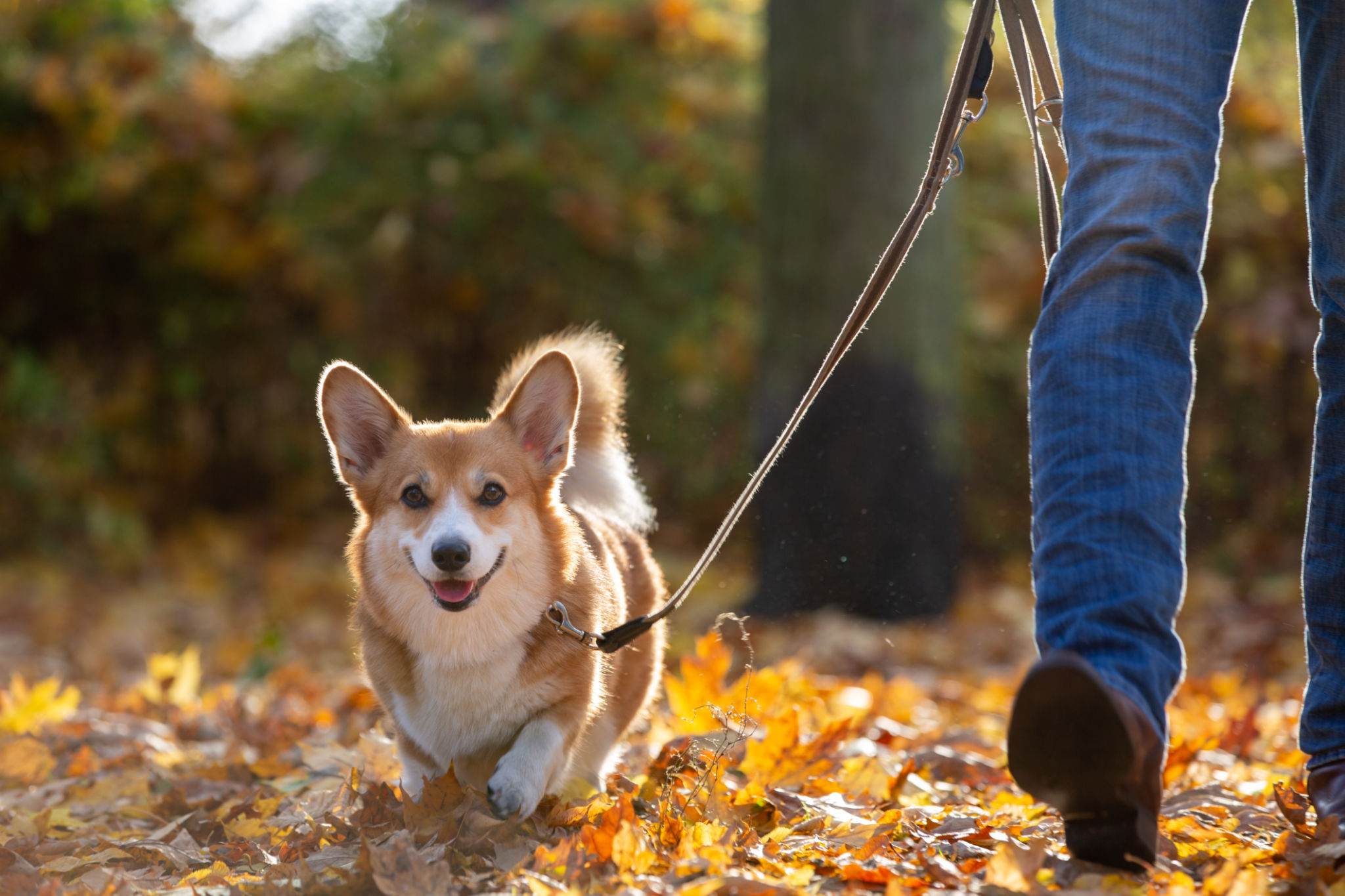 autumn dog walk