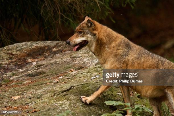 eurasian wolf stance - eurasia stockfoto's en -beelden