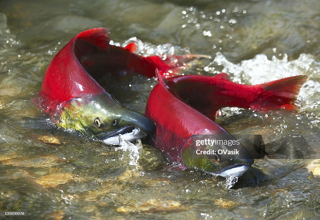 Red salmon couple