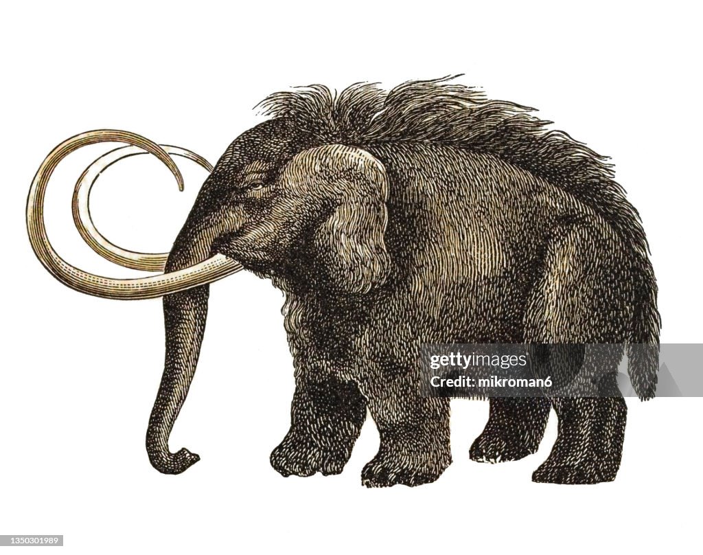 Old engraved illustration of Prehistoric long-haired Elephant (Mammoth)