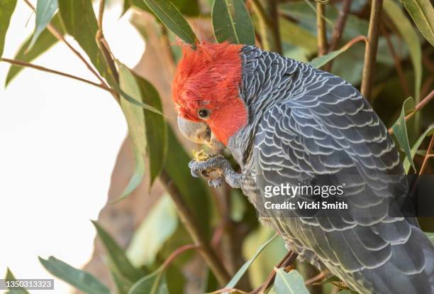 ganggang cockatoo perched on a branch eating - kakadu stock-fotos und bilder
