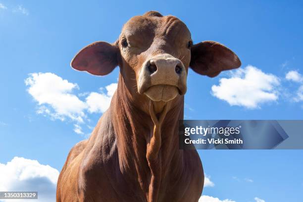 large bull beef cattle head looking down at the camera with blue sky - queensland farm stock pictures, royalty-free photos & images