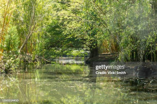 flowing water through a pathway of  rocks and green lush foliage with overhanging trees and reflections in the water - overhangend stockfoto's en -beelden