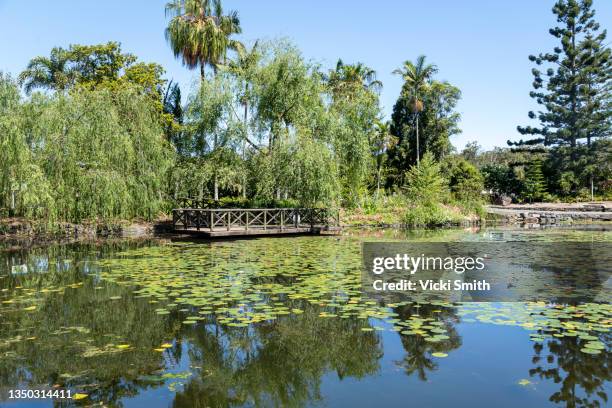 botanical gardens with a lake with flowers, lilly pads, trees and reflections. - brisbane stock-fotos und bilder