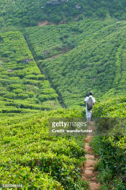 walking to school through tea fields in sri lanka - sri lanka imagens e fotografias de stock