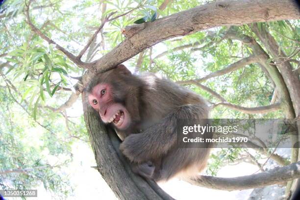 funny monkey - angry monkey stock pictures, royalty-free photos & images