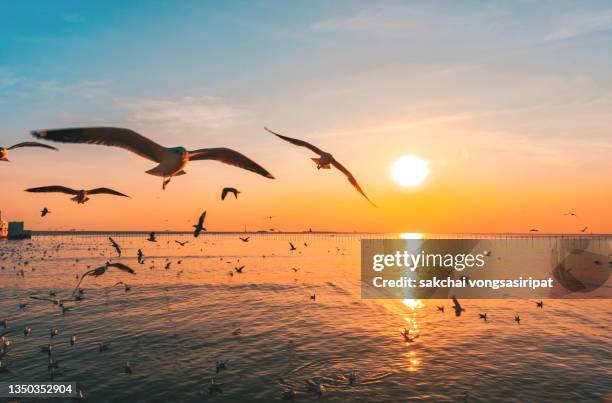 scenic view of seagulls flying above sea during sunset - tropical bird stock pictures, royalty-free photos & images